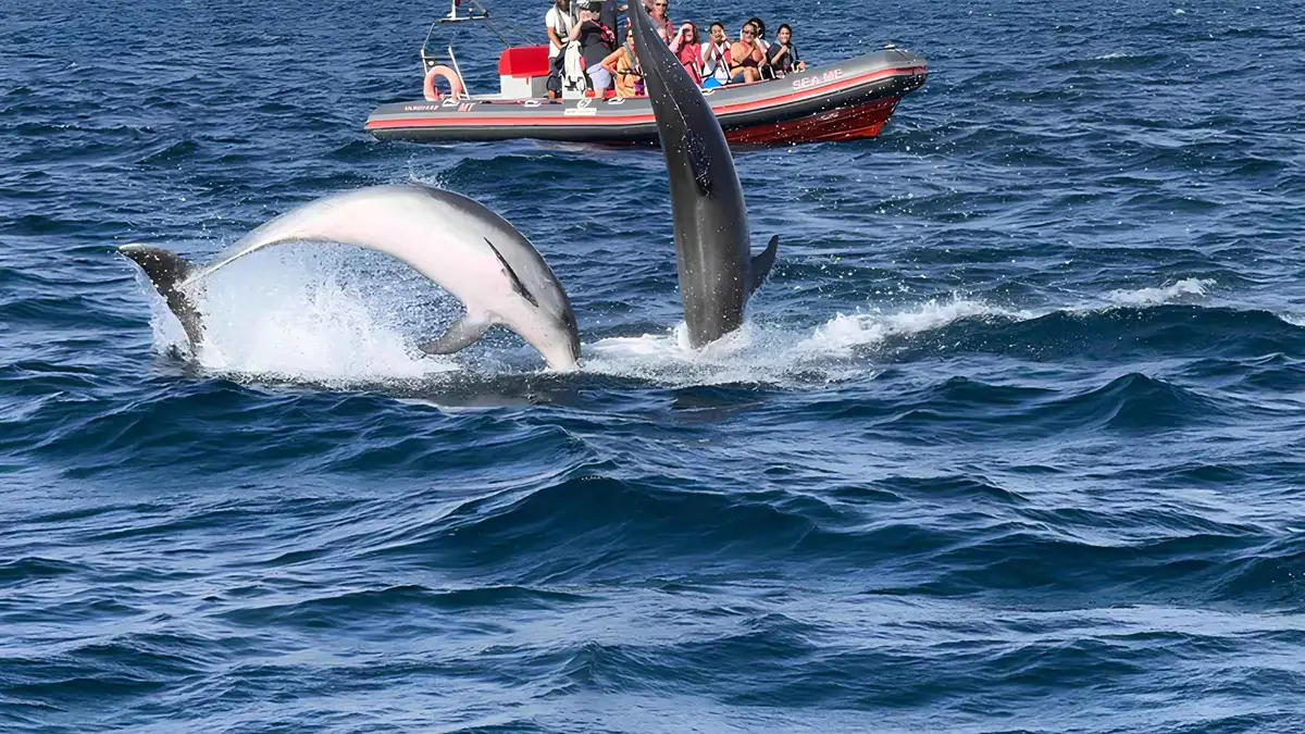 Small semi-rigid boat entering a narrow sea cave near Benagil on a dolphin watching cruise, one of the most booked things to do in Albufeira, Algarve